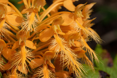 Platanthera ciliaris