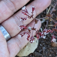 Sidotheca emarginata