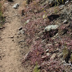 Sidotheca emarginata