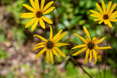 Helianthus atrorubens