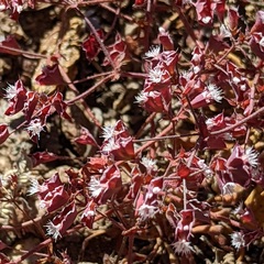 Sidotheca emarginata