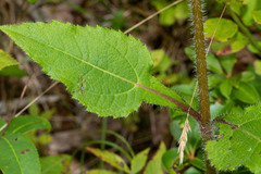 Helianthus atrorubens