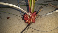 Gladiolus gueinzii