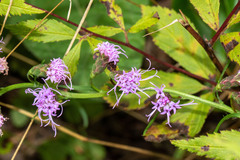 Liatris