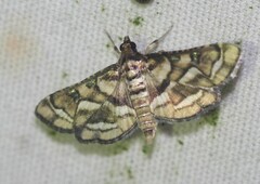 Hileithia magualis