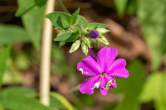Phlox glaberrima