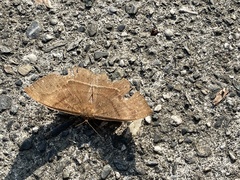 Simplicia cornicalis