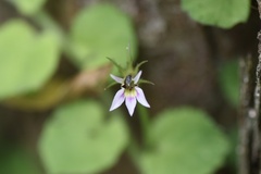 Lobelia nummularia