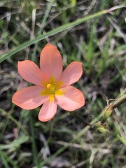 Moraea miniata