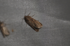 Spodoptera exigua