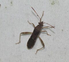 Burtinus notatipennis