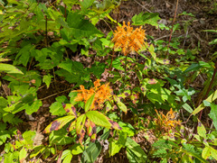 Platanthera ciliaris
