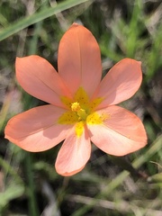 Moraea miniata