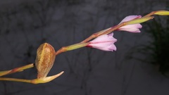 Gladiolus gueinzii