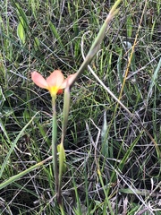 Moraea miniata