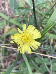 Pilosella officinarum