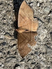 Simplicia cornicalis