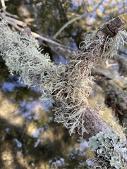Ramalina farinacea