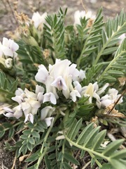 Oxytropis caespitosa
