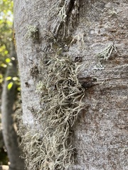 Ramalina farinacea