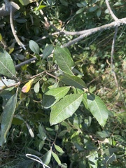 Salix scouleriana