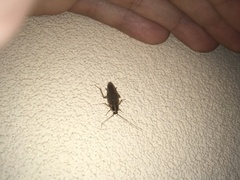 Blattella