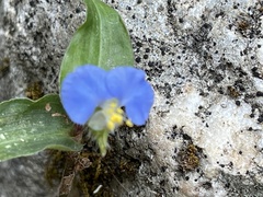 Commelina auriculata