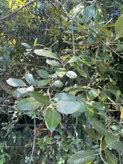 Salix scouleriana