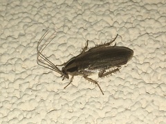 Blattella