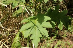 Solanum chrysotrichum