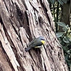 Eopsaltria australis