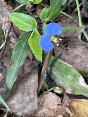 Commelina auriculata
