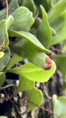 Pyrrosia confluens