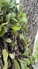 Pyrrosia confluens