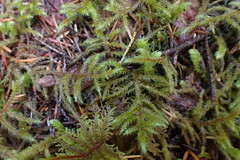 Rhytidiadelphus loreus