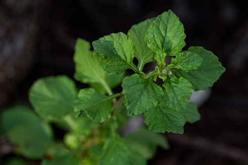 Cyanthillium cinereum image