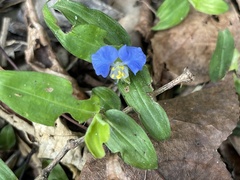 Commelina auriculata