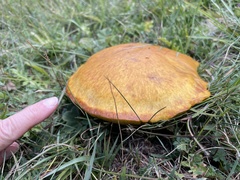 Suillus grevillei