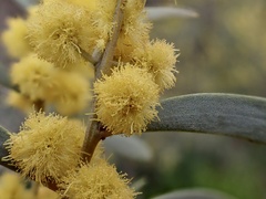Acacia melvillei