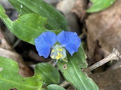 Commelina auriculata
