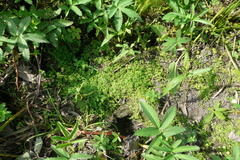 Callitriche cophocarpa