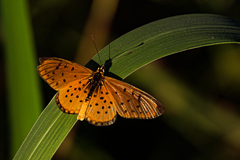 Acraea oncaea