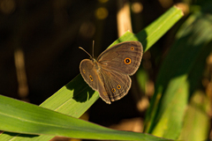 Brakefieldia perspicua