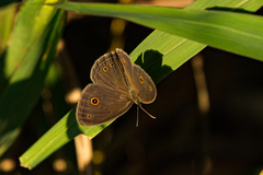 Brakefieldia perspicua