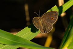 Brakefieldia perspicua