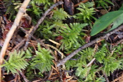 Kindbergia oregana