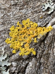 Xanthoria