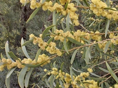 Acacia melvillei