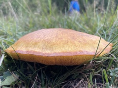 Suillus grevillei