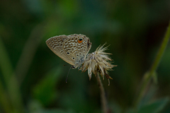 Euchrysops malathana